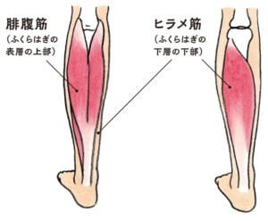 腓腹筋の調整で腰部を整える
