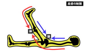 腰部調整は、皮膚の動きも重要！