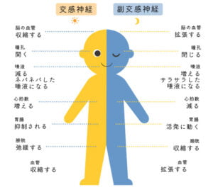 自律神経を調整して、腰部を整える