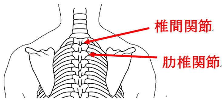 肩甲骨を動かしている関節