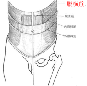 腰の整体は、インナーマッスルが重要！