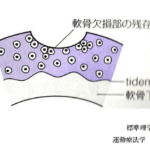 ひざの軟骨は再生する！！