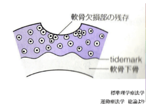 ひざの軟骨は再生する！！