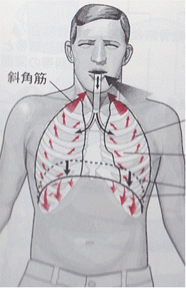 呼吸時の胸郭の動き