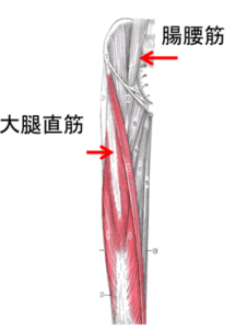 股関節と大腰筋の関係