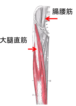 股関節の前面の筋肉