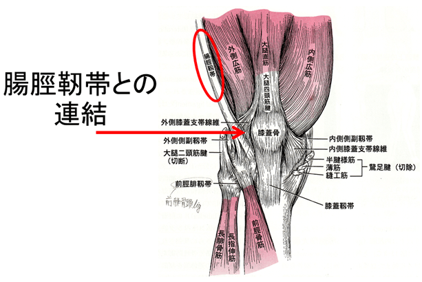 大腿筋膜張筋（腸脛靭帯）