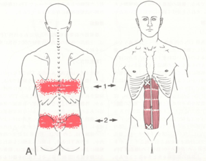 お腹の筋肉をほぐして、腰部を整える！