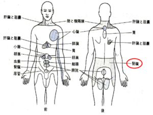 腎臓を調整して、腰部を整える！！