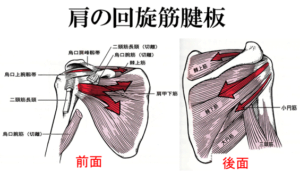 【公式】柏で「肩の腱板損傷」専門の整体