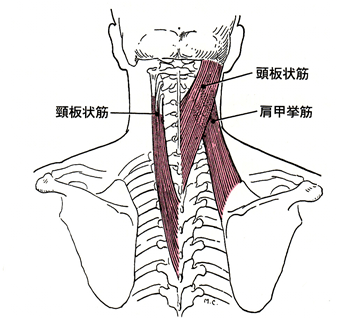 首の筋肉