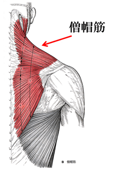 肩の筋肉