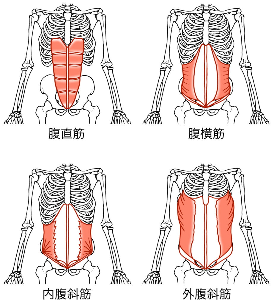 反り腰と腹部のインナーマッスル