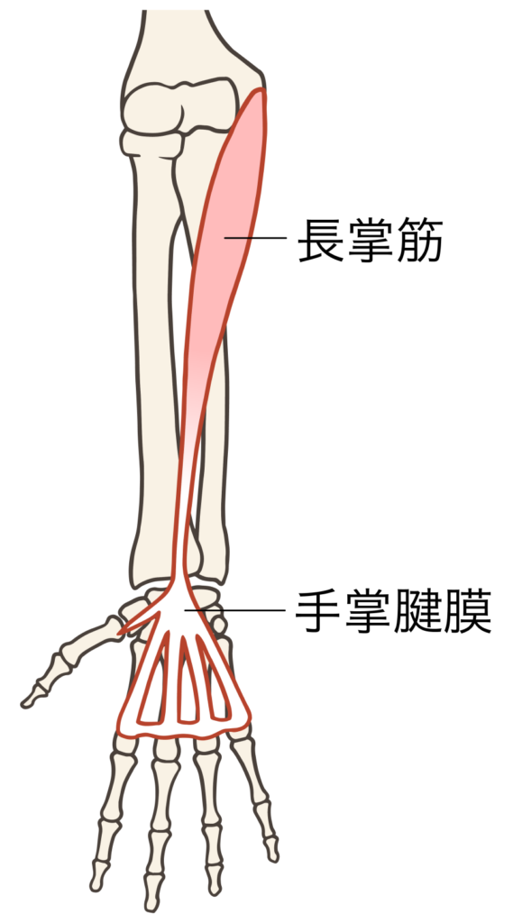 ゴルフ肘（上腕骨内側上顆炎）で治療する筋肉1