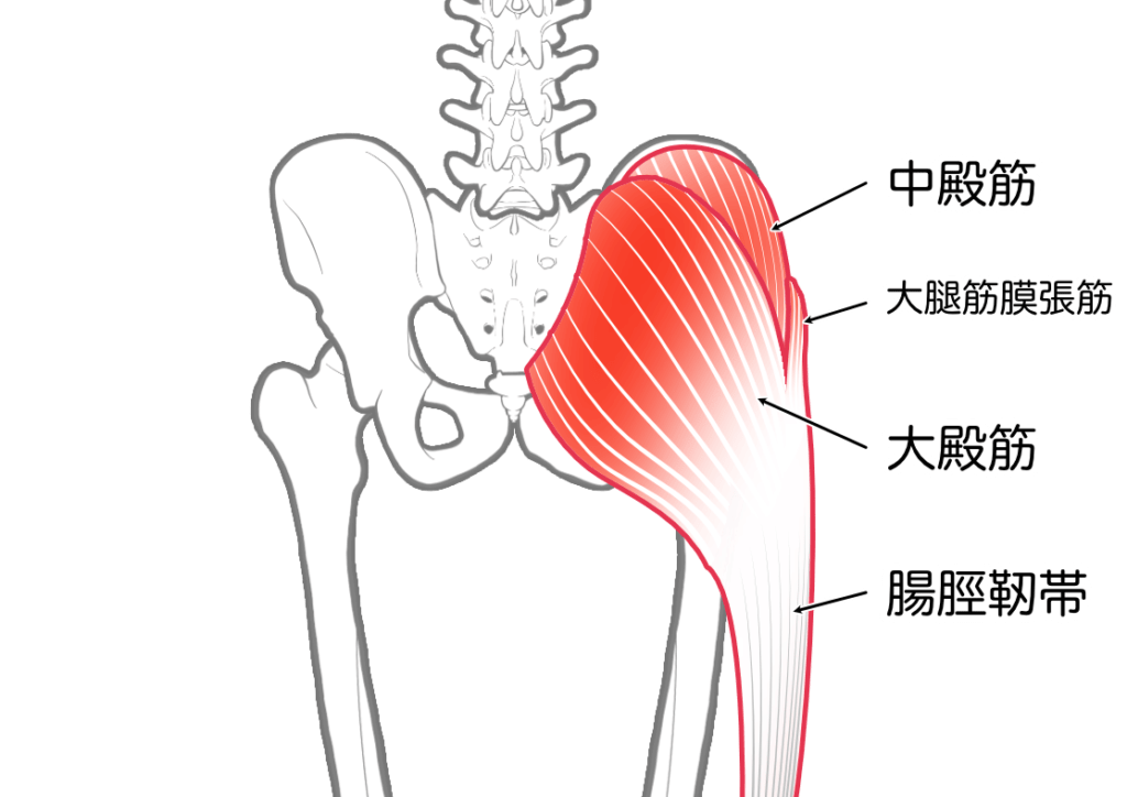 股関節の筋肉