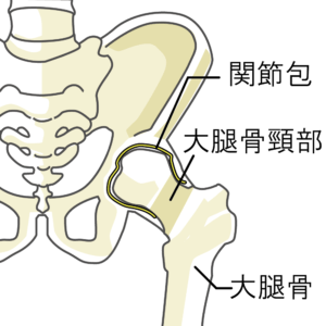 股関節の解剖