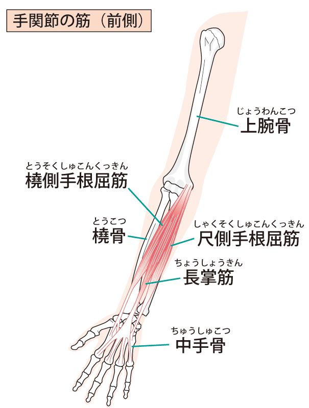 ゴルフ肘（上腕骨内側上顆炎）の原因となる前腕の筋肉1
