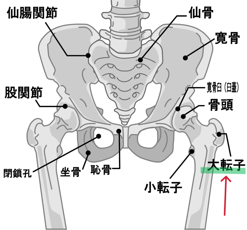 股関節の解剖